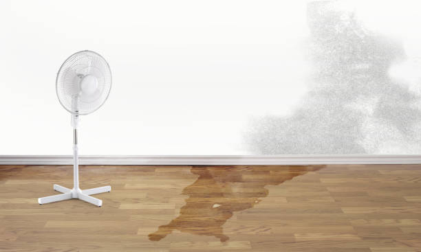Best Professional water damage repair  in West Elmira, NY